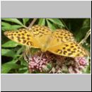 Argynnis paphia - Kaisermantel w03.jpg